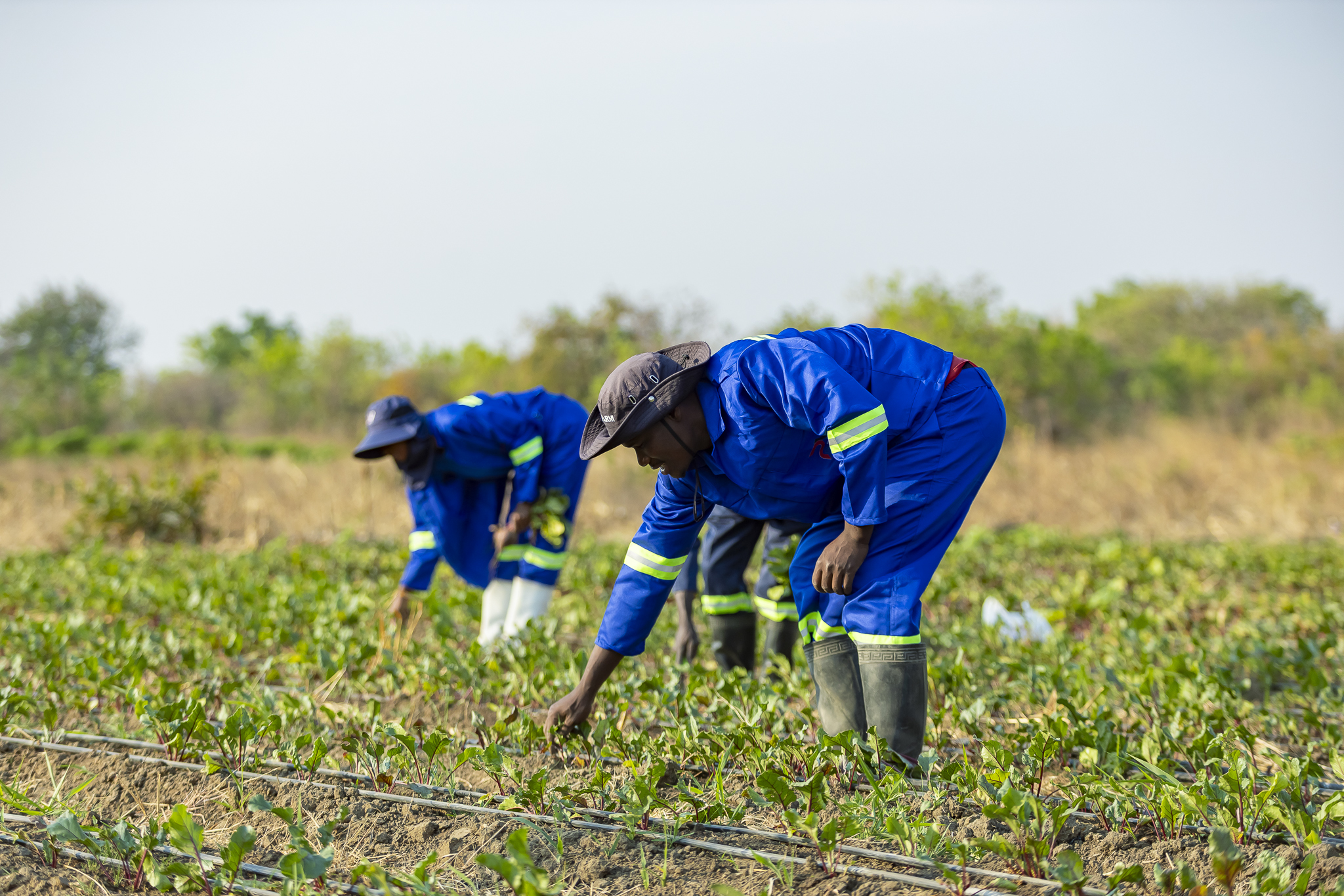 PV Farms farmer holding fresh beetroot
