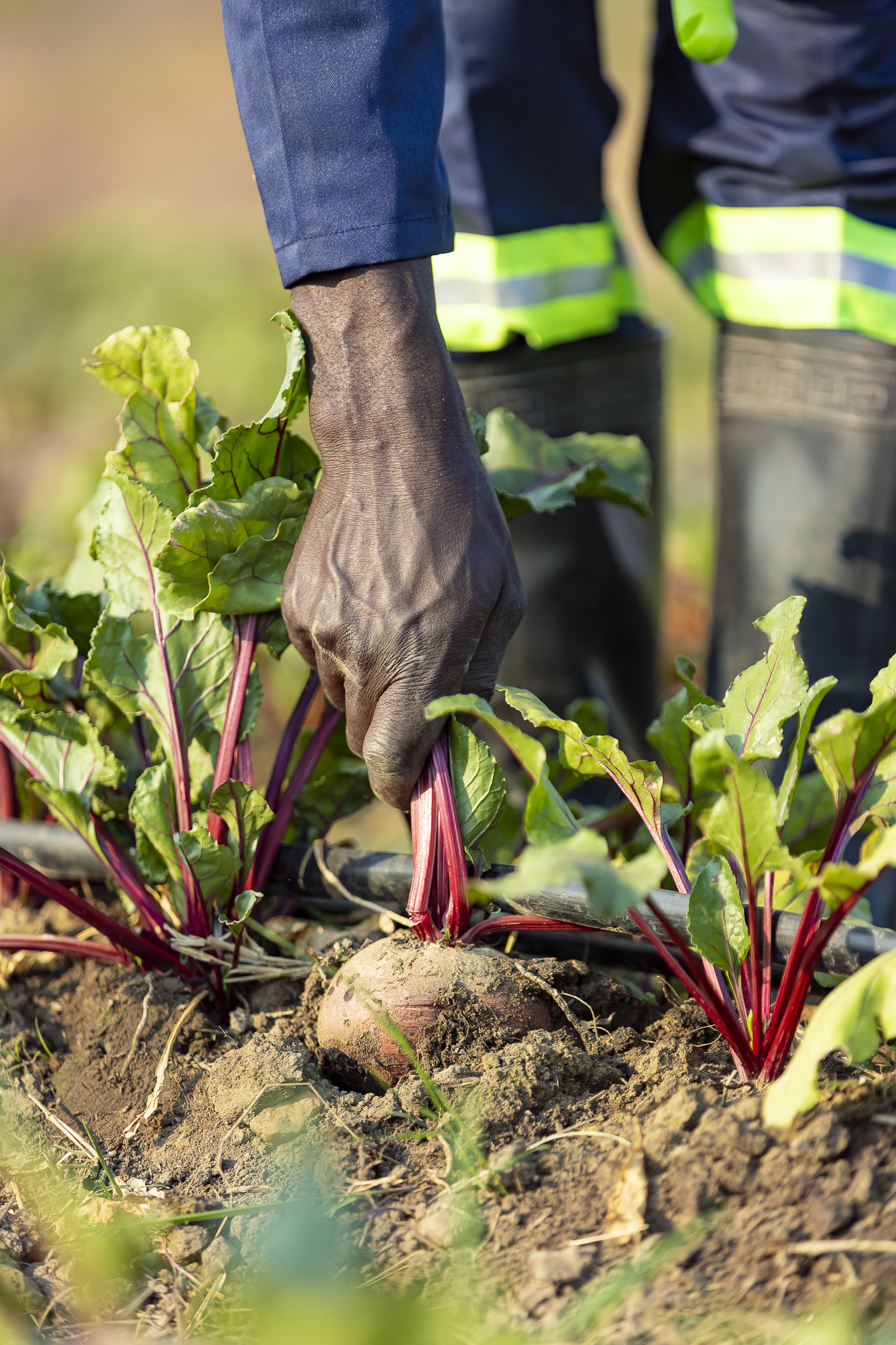 Pulling beetroot from Zambian soil